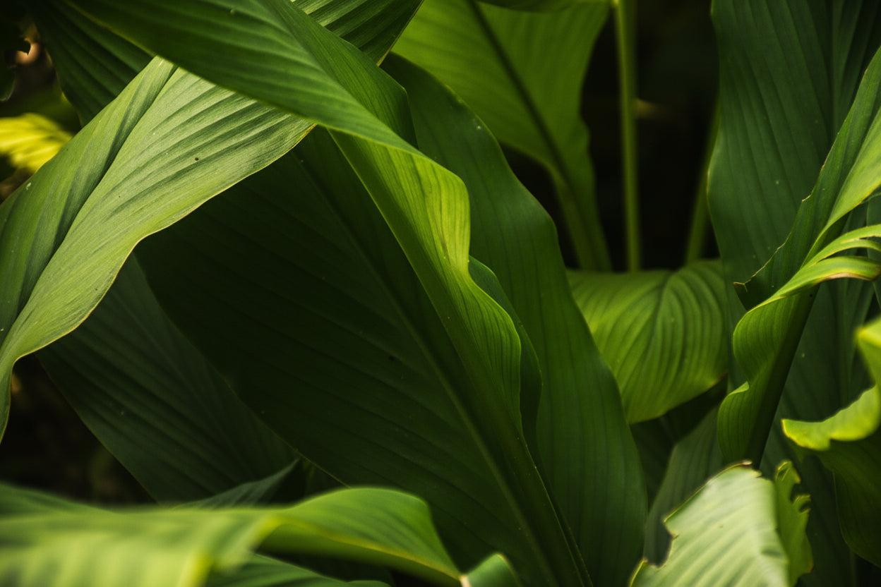 Close-up of large green leaves with a dark overlay